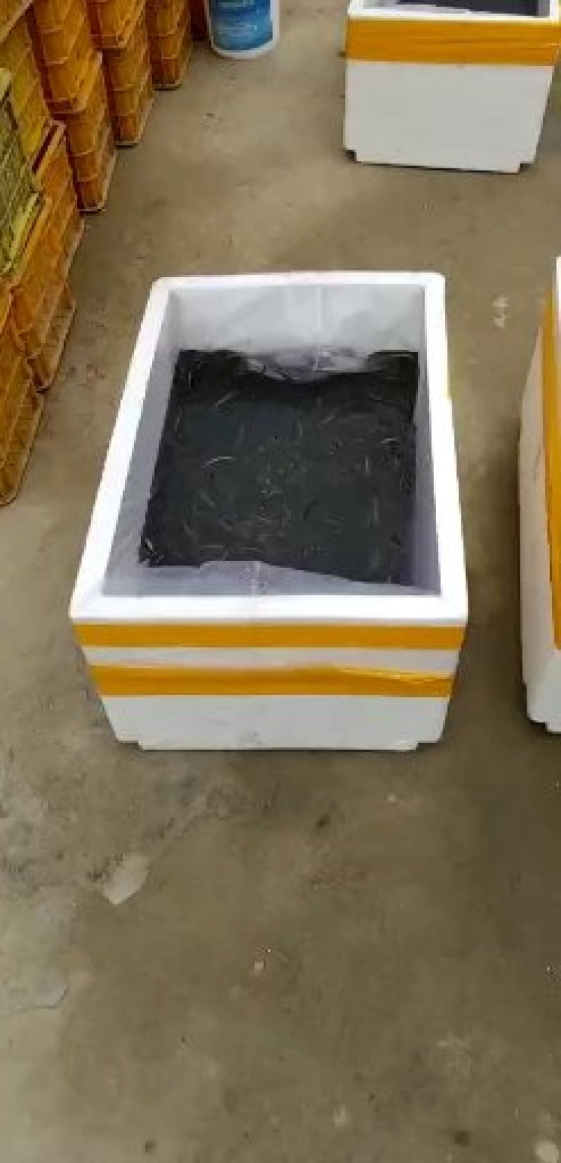 泥鳅，泥鳅苗，台湾泥鳅。清鳅泥鳅苗。泥鳅豆腐，黄鳅