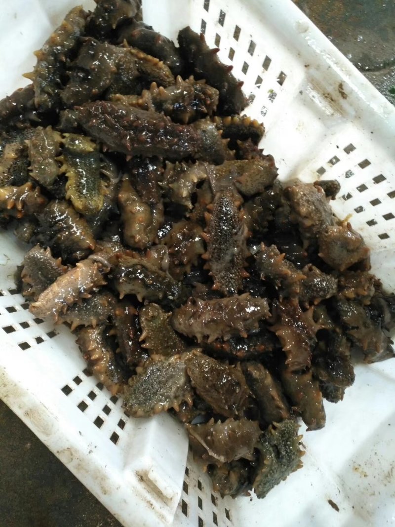 商超酒店直供精品高刺即食速冻海参5-20头不挂冰衣