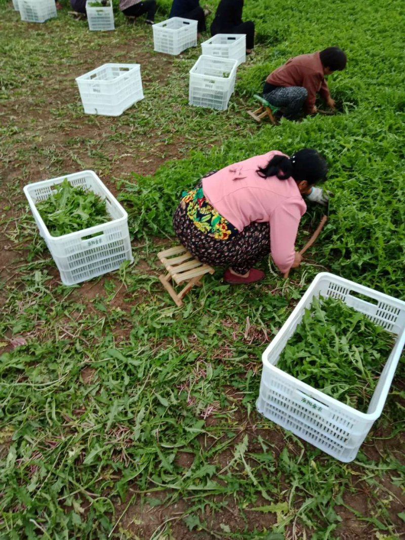 蒲公英茶2022新鲜大货供应蒲公英根茶水洗大货蒲公英茶