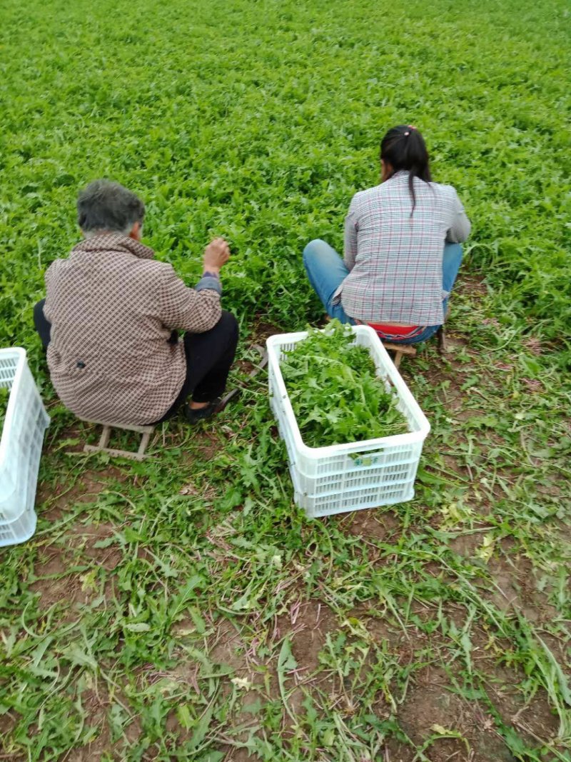 蒲公英茶2022新鲜大货供应蒲公英根茶水洗大货蒲公英茶