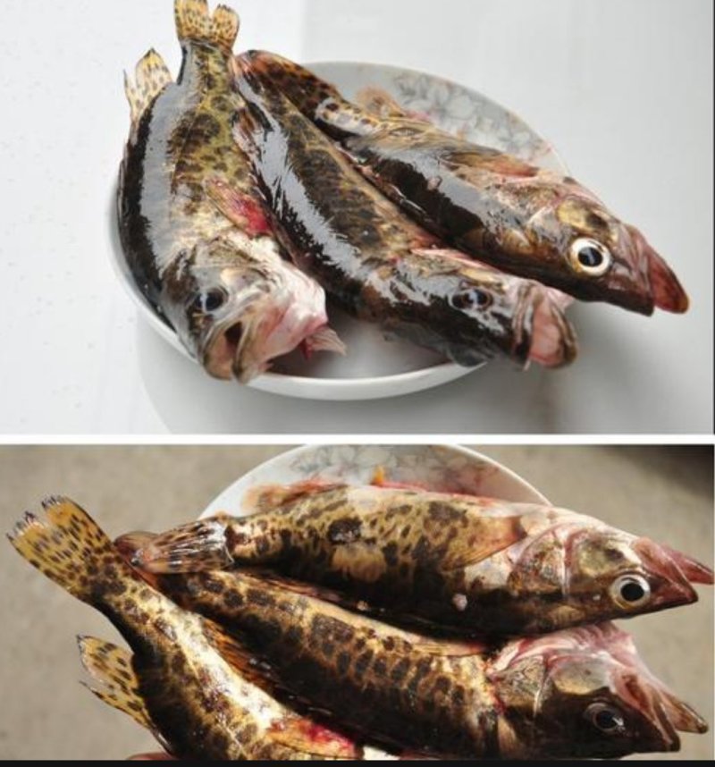 贵州野生桂鱼