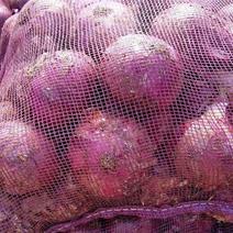 云南省建水县红皮洋葱直径8厘米以上，果大肉厚适用加工。