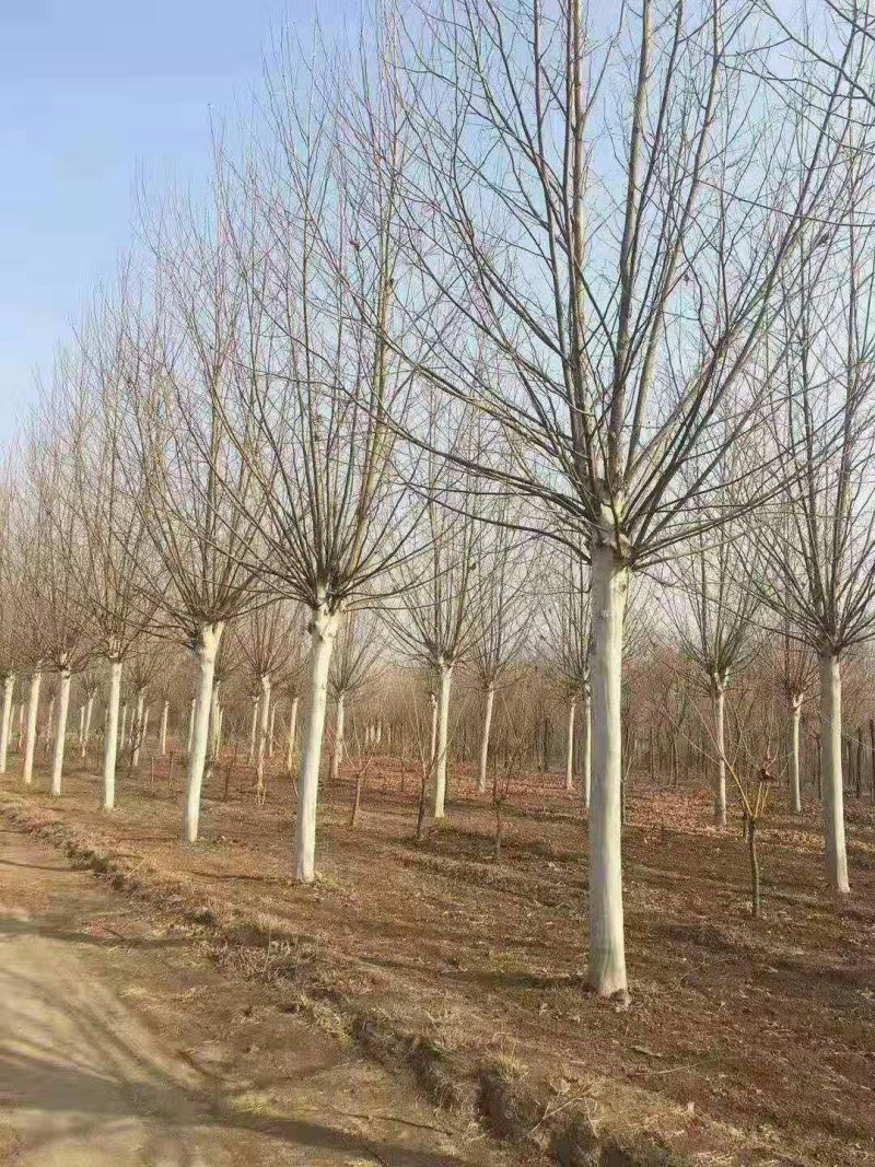 法桐五到三十公分质优价廉量大