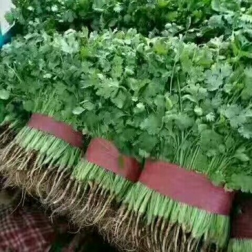 河北邯郸精品大叶香菜，全年有货，量大质优，可供全国。