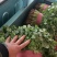 河北邯郸精品大叶香菜，全年有货，量大质优，可供全国。