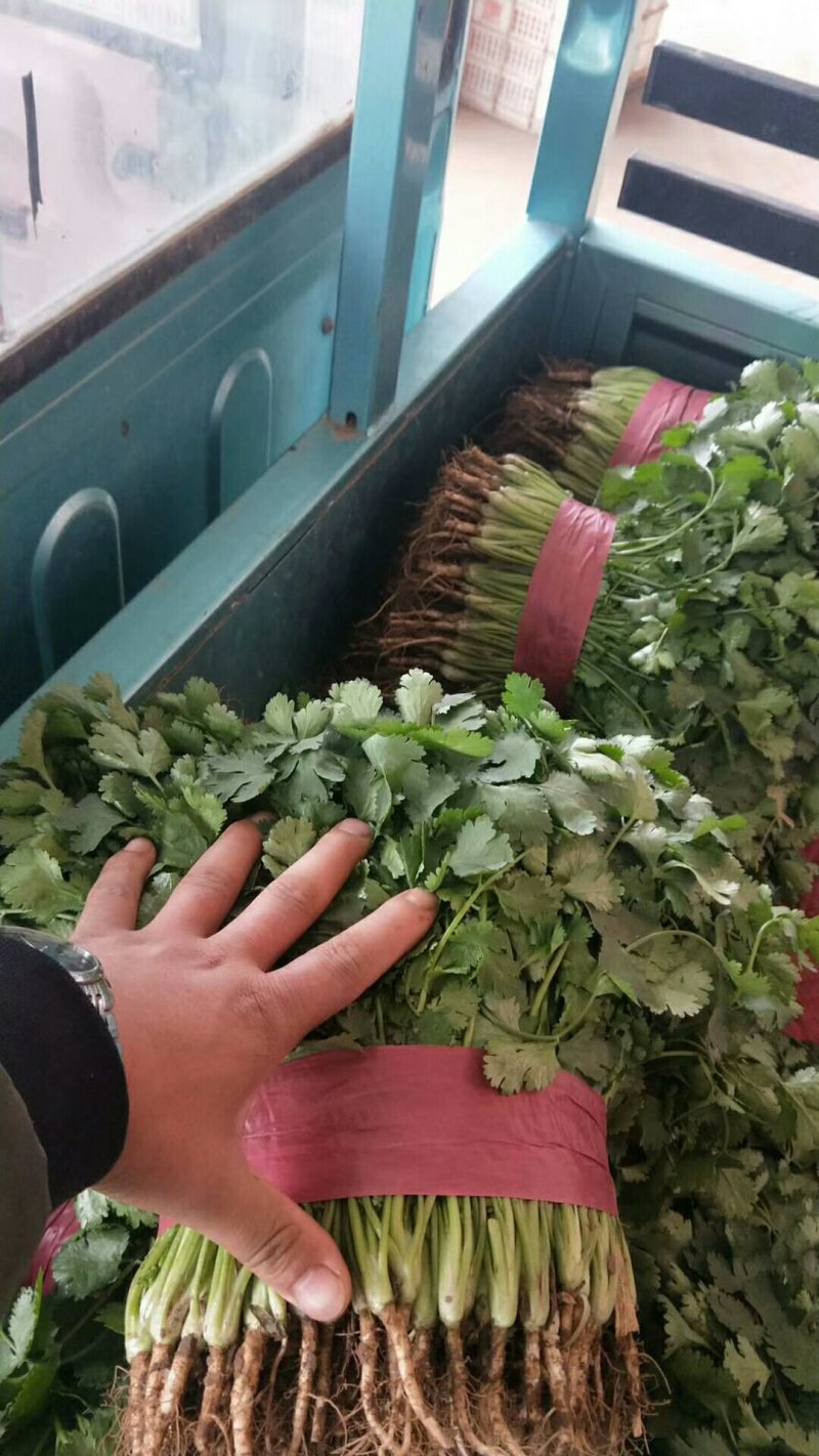 河北邯郸精品大叶香菜，全年有货，量大质优，可供全国。