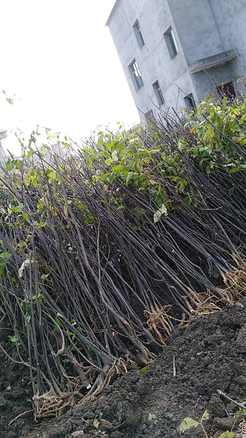 吴茱萸苗（提供栽培技术，经验）