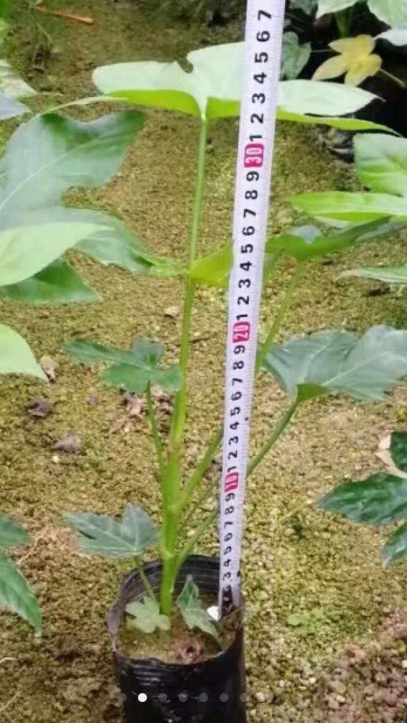 基地直销批发大小八角金盆