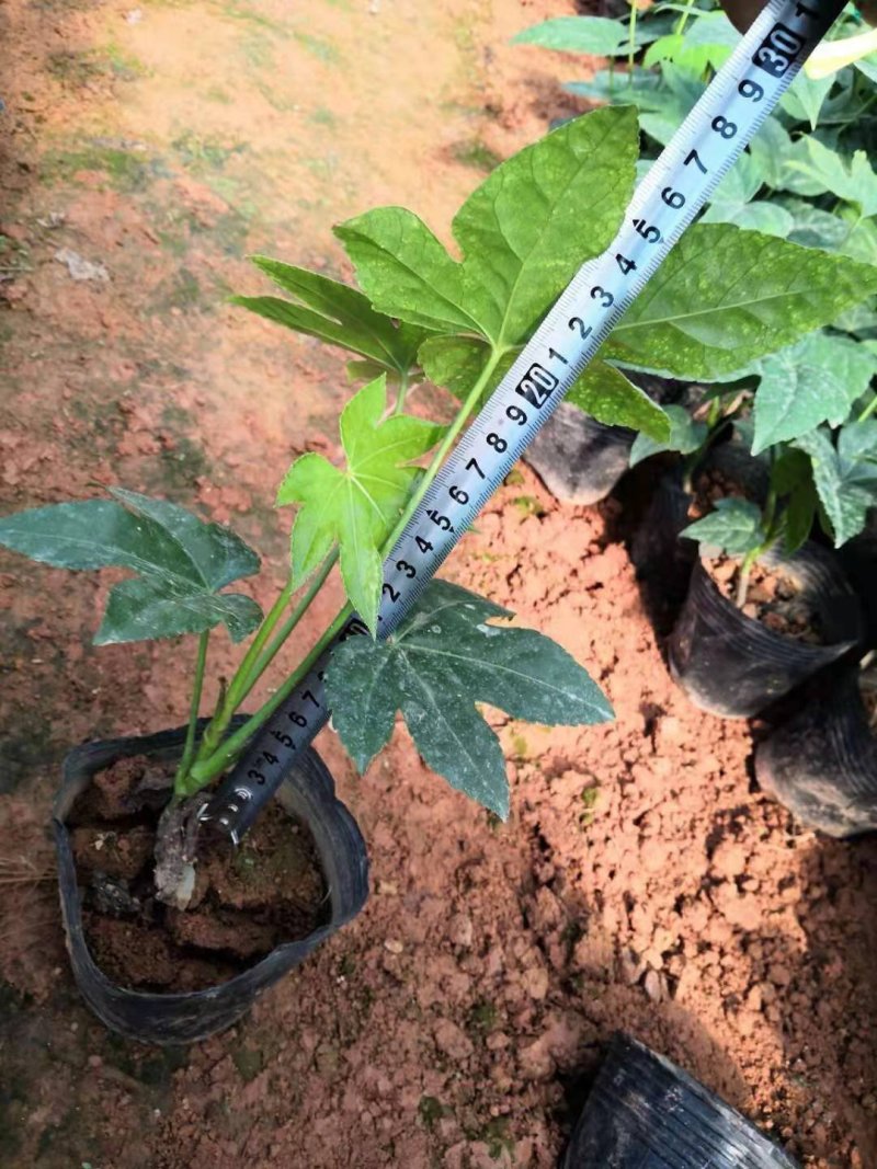 基地直销批发大小八角金盆