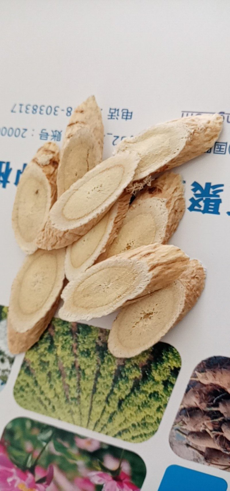 黄芪
