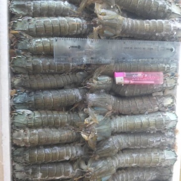 皮皮虾，生冻皮皮虾，虾爬子，单冻虾爬子自助餐手选
