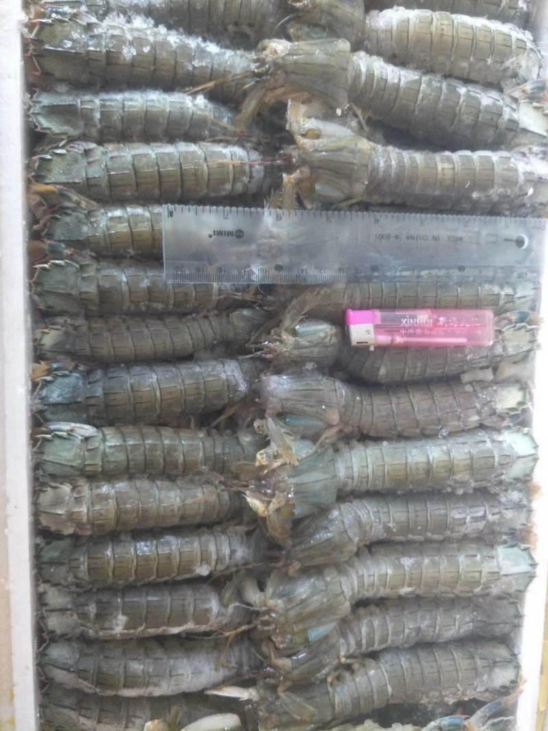 皮皮虾，生冻皮皮虾，虾爬子，单冻虾爬子自助餐手选
