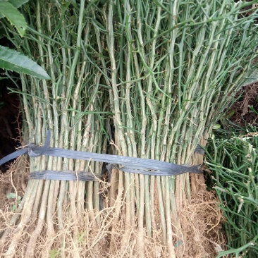 枳壳苗枳壳嫁接苗枸橘苗枳壳小苗