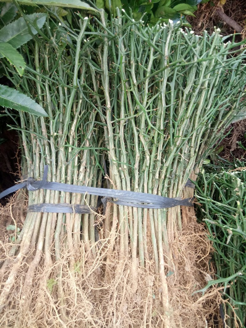 枳壳苗枳壳嫁接苗枸橘苗枳壳小苗