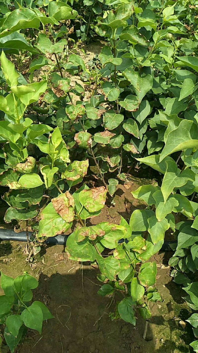 丁香苗80cm以上