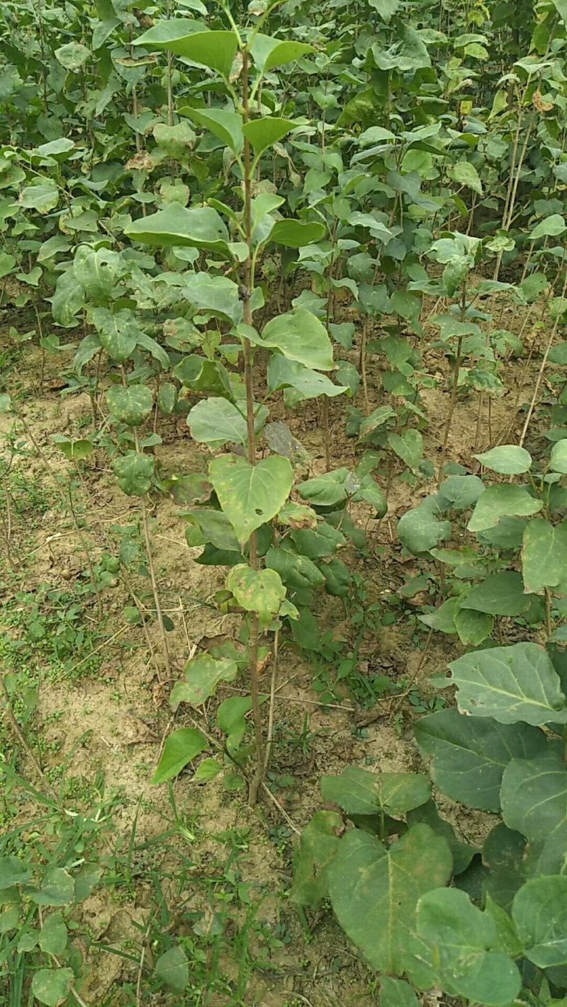 丁香苗80cm以上