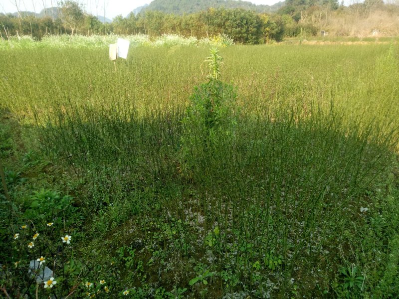 枳壳苗枳壳嫁接苗枸橘苗枳壳小苗