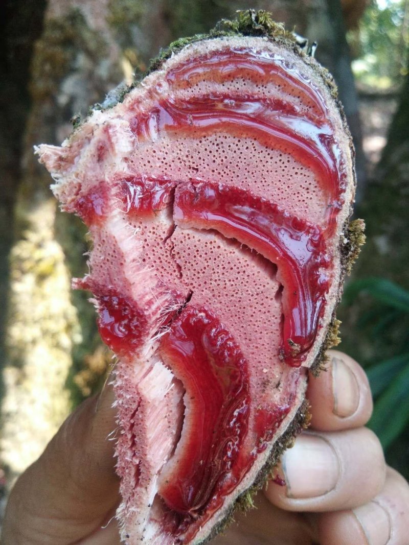野生鸡血藤