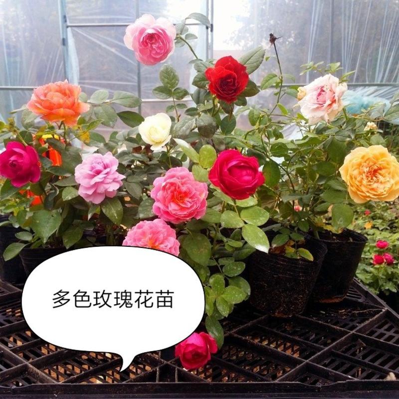 【有好货】四季月季，玫瑰花苗，蔷薇花苗，花开多色，现挖现卖