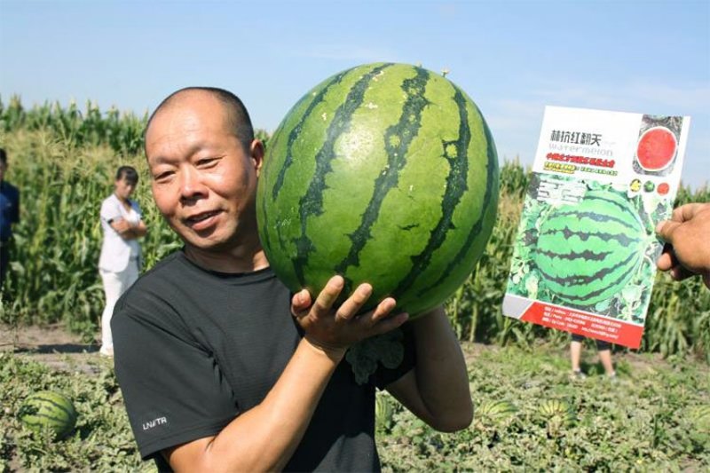高品质西瓜种子红翻天大果中熟品种大红瓤包邮花皮红心甜