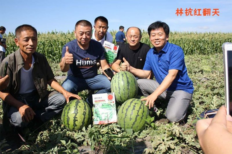 高品质西瓜种子红翻天大果中熟品种大红瓤包邮花皮红心甜
