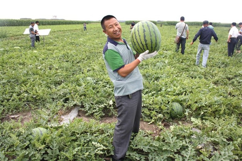 高品质西瓜种子红翻天大果中熟品种大红瓤包邮花皮红心甜