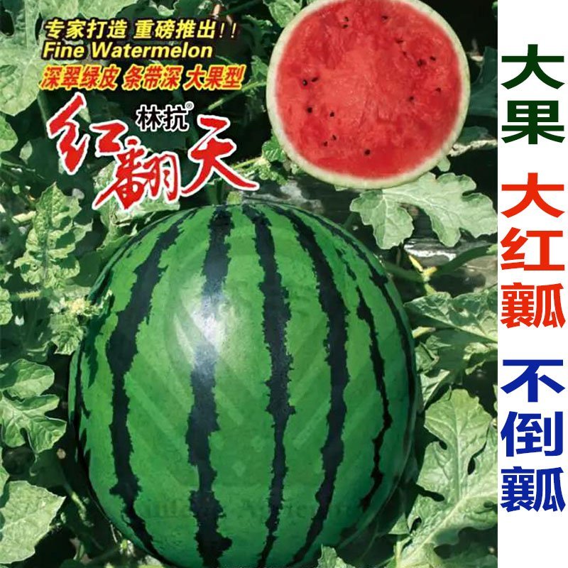 高品质西瓜种子红翻天大果中熟品种大红瓤包邮花皮红心甜