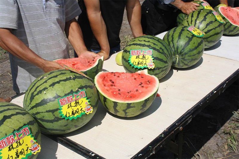 高品质西瓜种子红翻天大果中熟品种大红瓤包邮花皮红心甜
