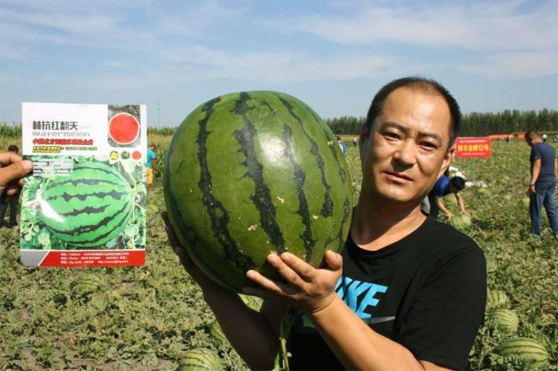 高品质西瓜种子红翻天大果中熟品种大红瓤包邮花皮红心甜