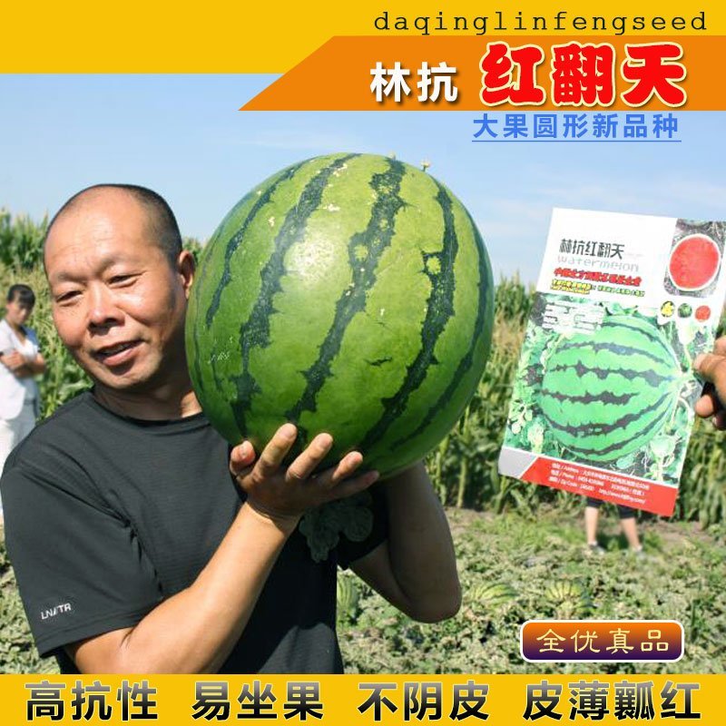 高品质西瓜种子红翻天大果中熟品种大红瓤包邮花皮红心甜