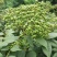 中花吴茱萸苗存活率高