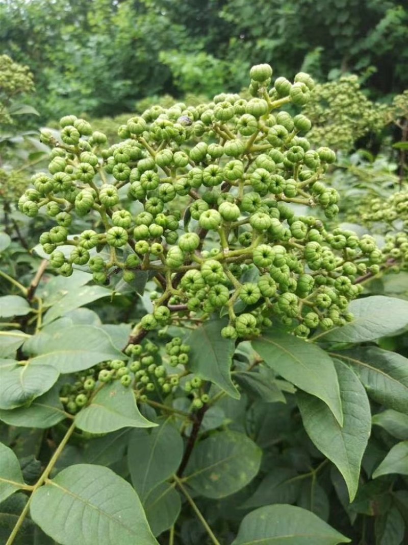 中花吴茱萸苗存活率高