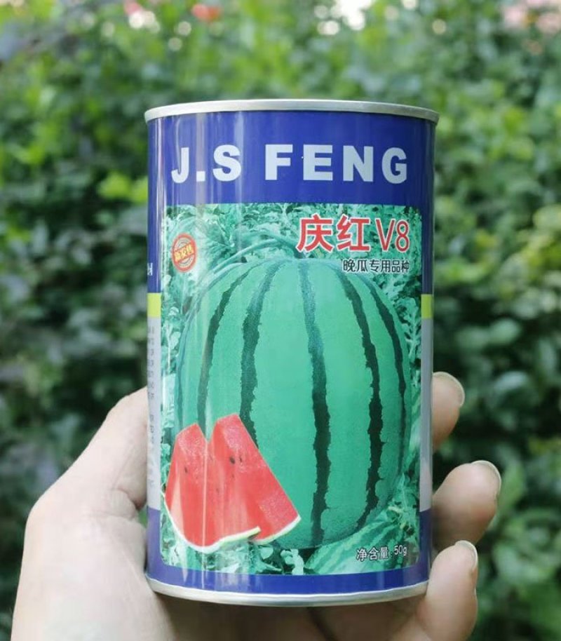 庆红v8西瓜种子晚熟品种原装正品包邮