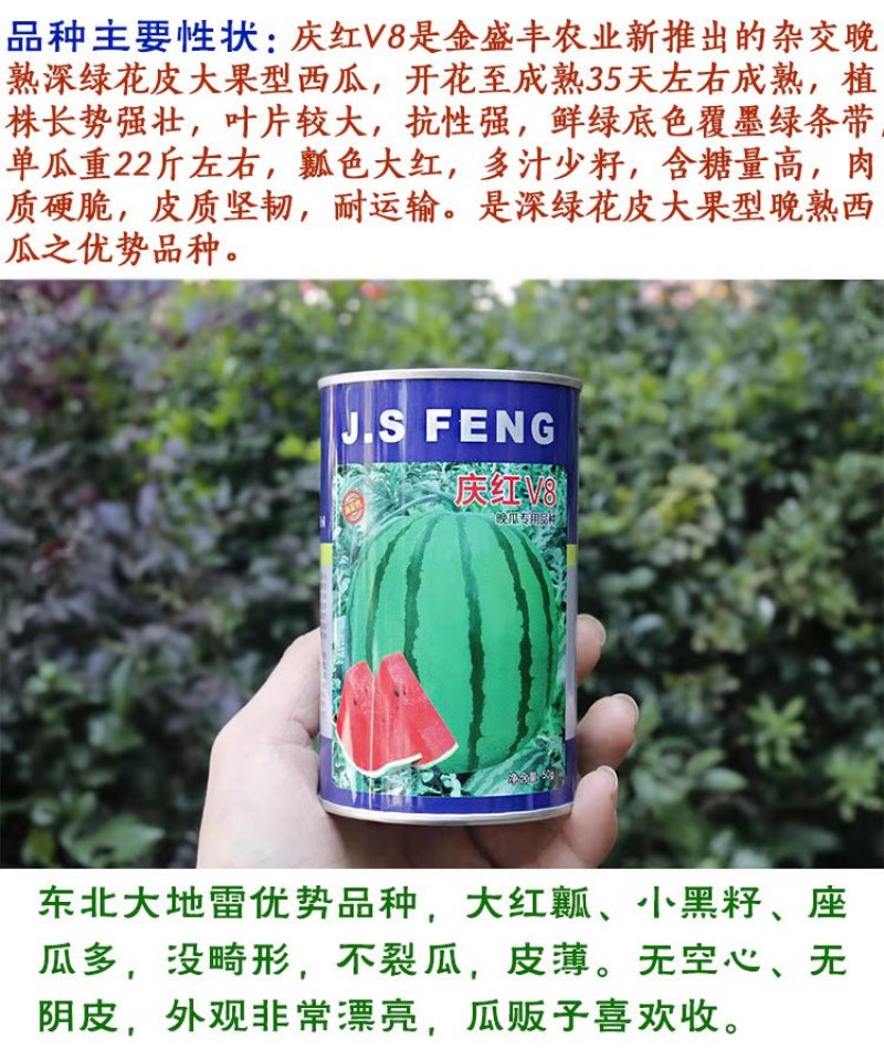 庆红v8西瓜种子晚熟品种原装正品包邮