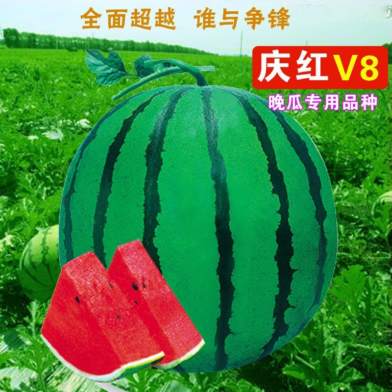 庆红v8西瓜种子晚熟品种原装正品包邮
