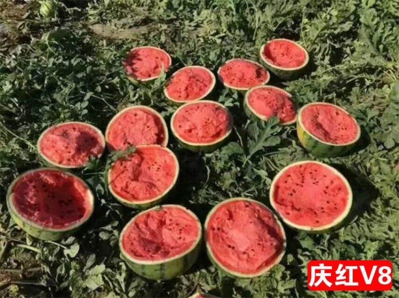 庆红v8西瓜种子晚熟品种原装正品包邮