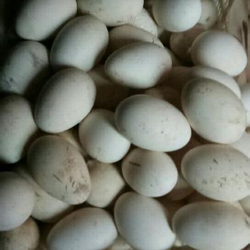 大量供应食用新鲜鹅蛋