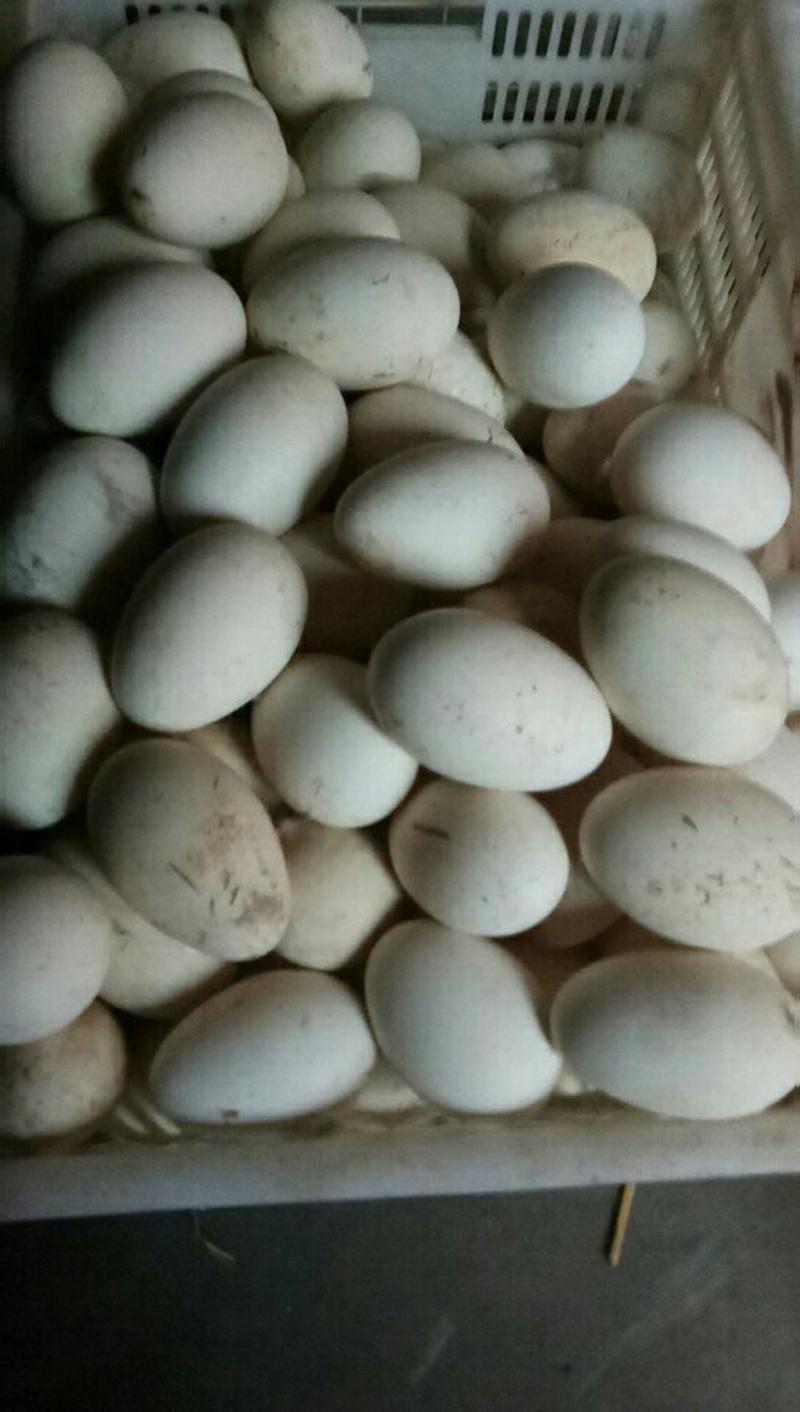 大量供应食用新鲜鹅蛋