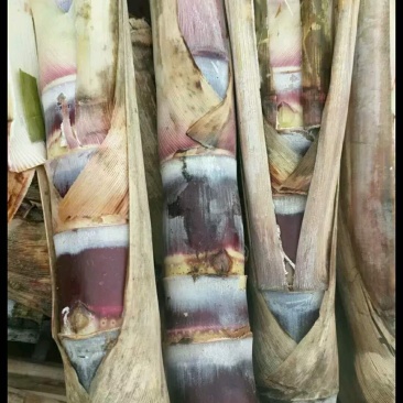 黑甘蔗种子