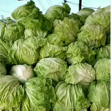 河南开封通许白菜，来吧，朋友们，万亩，直销，价格美丽