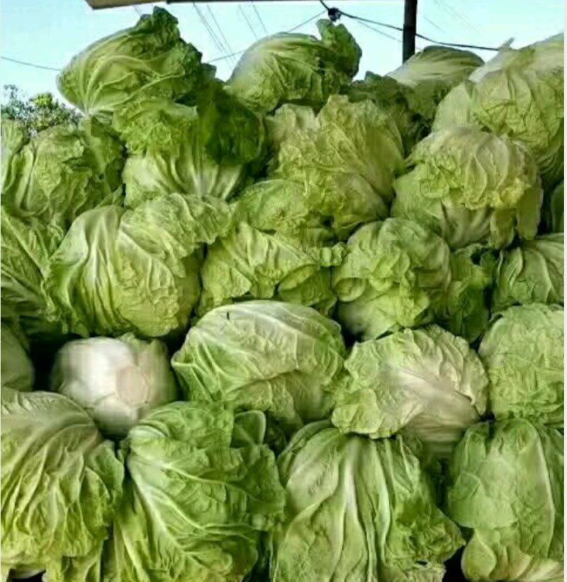 河南开封通许白菜，来吧，朋友们，万亩，直销，价格美丽