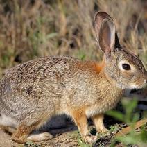 比利时野兔长期出售比利时种兔杂交野兔肉兔