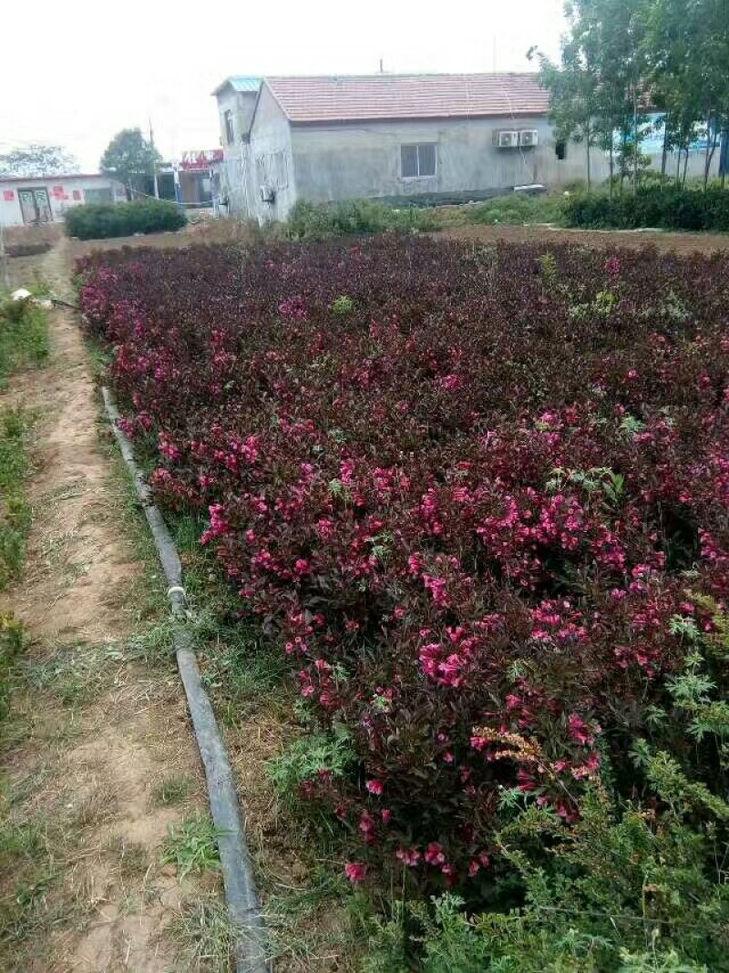 紫叶锦带，紫叶锦带花，紫叶锦带苗