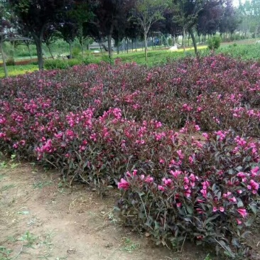 紫叶锦带，紫叶锦带花，紫叶锦带苗