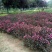 紫叶锦带，紫叶锦带花，紫叶锦带苗
