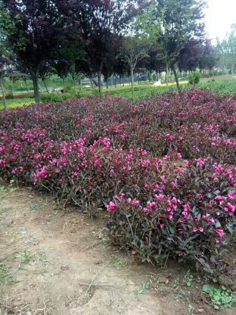 紫叶锦带，紫叶锦带花，紫叶锦带苗