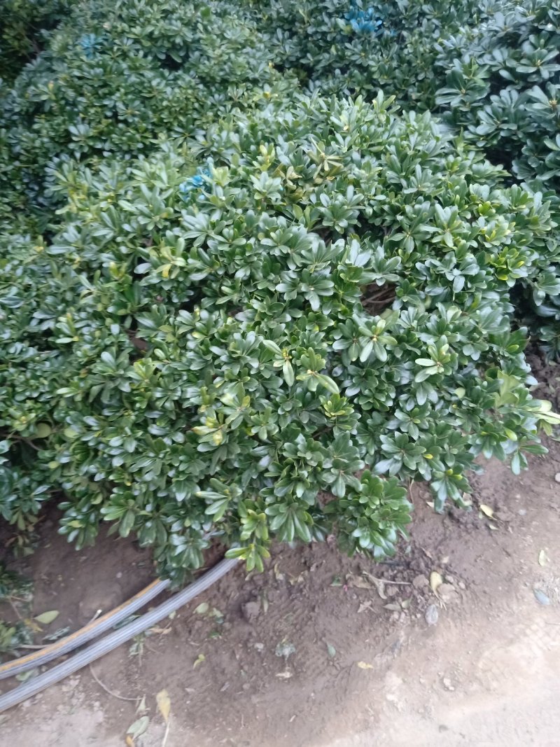海桐苗_海桐球