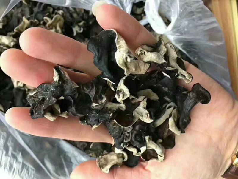 东北木耳黑木耳青川木耳