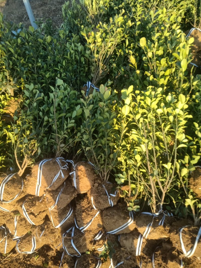 基地直销常年供应金叶女贞球卫矛球大叶黄杨球红叶石楠球金森