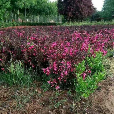 紫叶锦带，紫叶锦带花，紫叶锦带苗